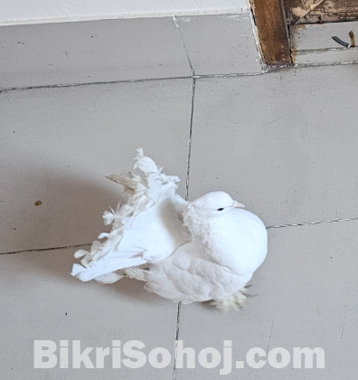 কবুতর
